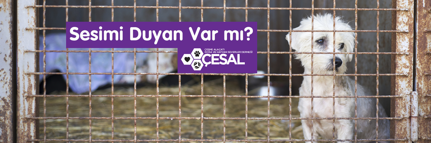 CesalDernegi's profile banner image