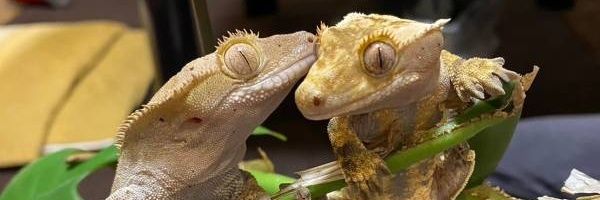 jillgarage's profile banner image
