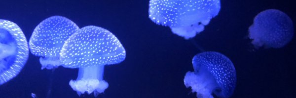 RichardKayNZ Profile Banner