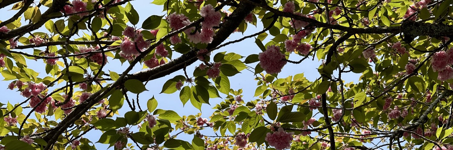 tamarasharf's profile banner image