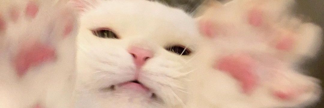 R I S Y Λ D 🍉 banner