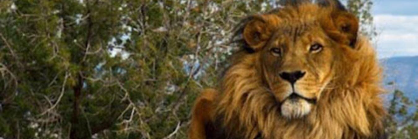 RastaHealth's profile banner image