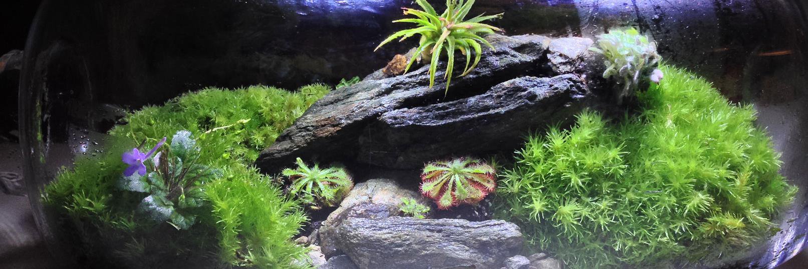 MyPlantDr's profile banner image