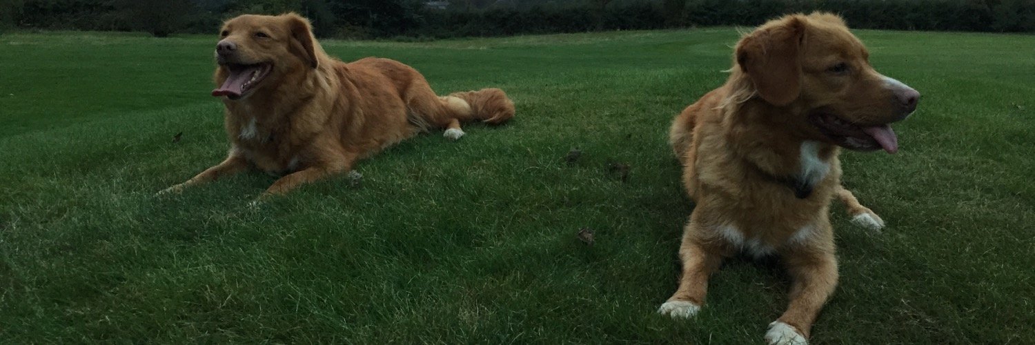 squirrel_patrol's profile banner image