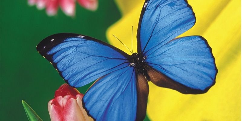 vatoal2011's profile banner image