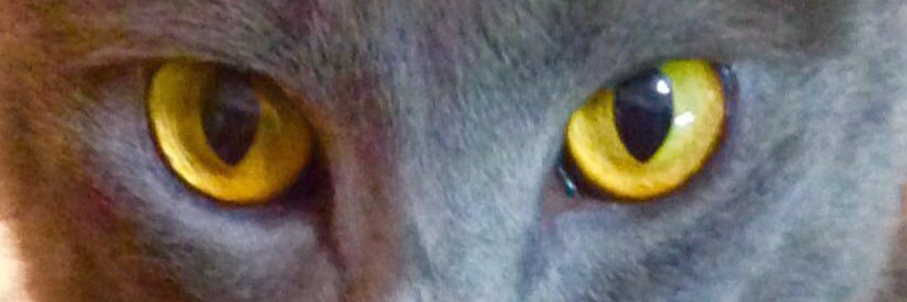 BeMoch's profile banner image