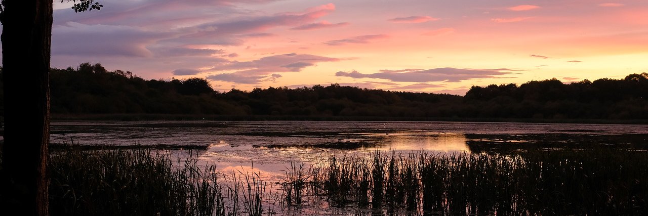 The Tranquil Otter banner