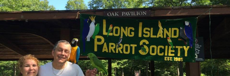 LiParrot's profile banner image