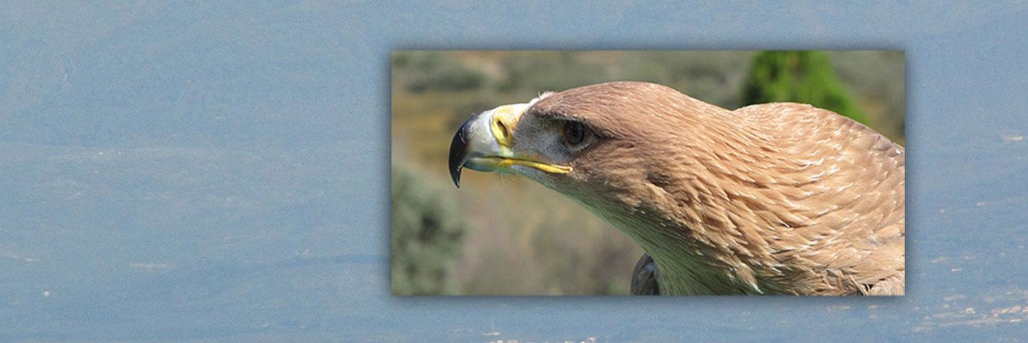 FundacionAquila's profile banner image