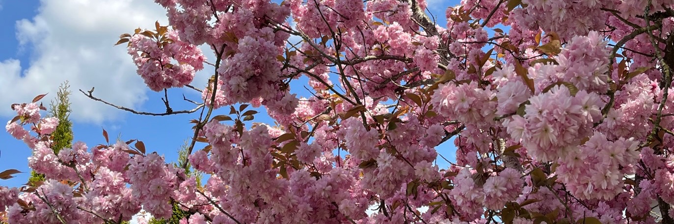 tamafulton's profile banner image