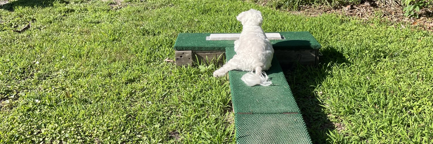 Meredith Masel banner