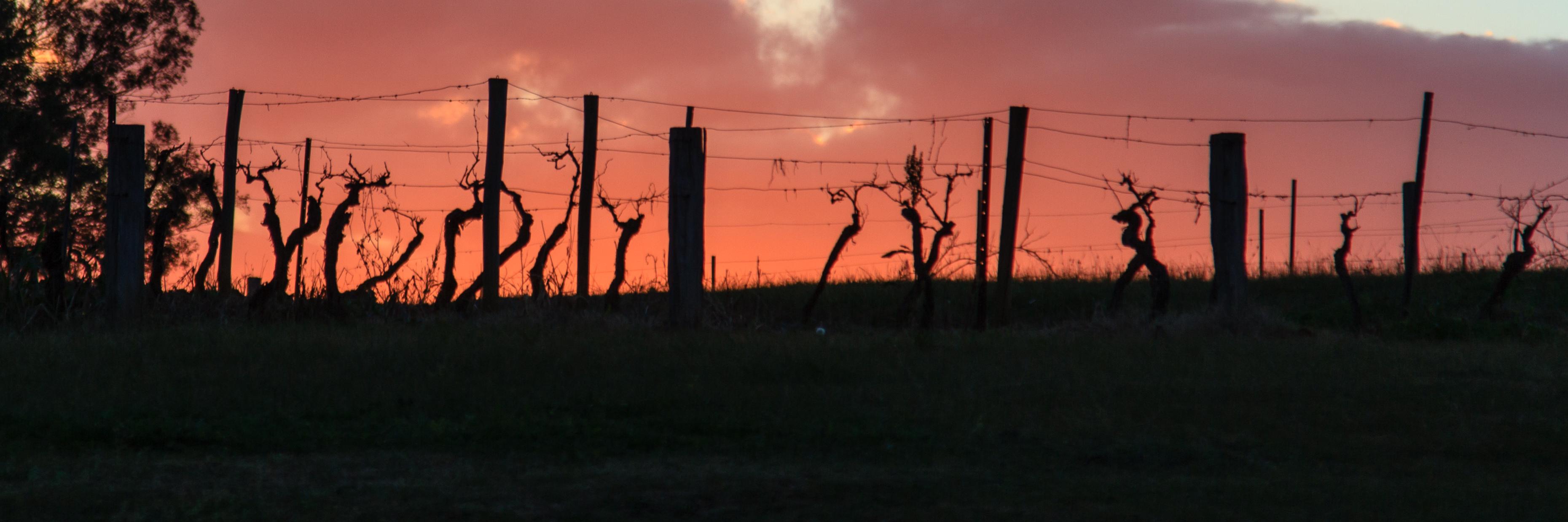 winechatty's profile banner image