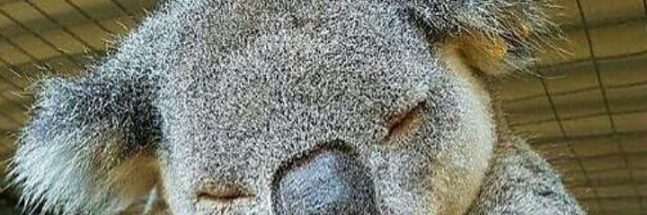 MainiMayny's profile banner image