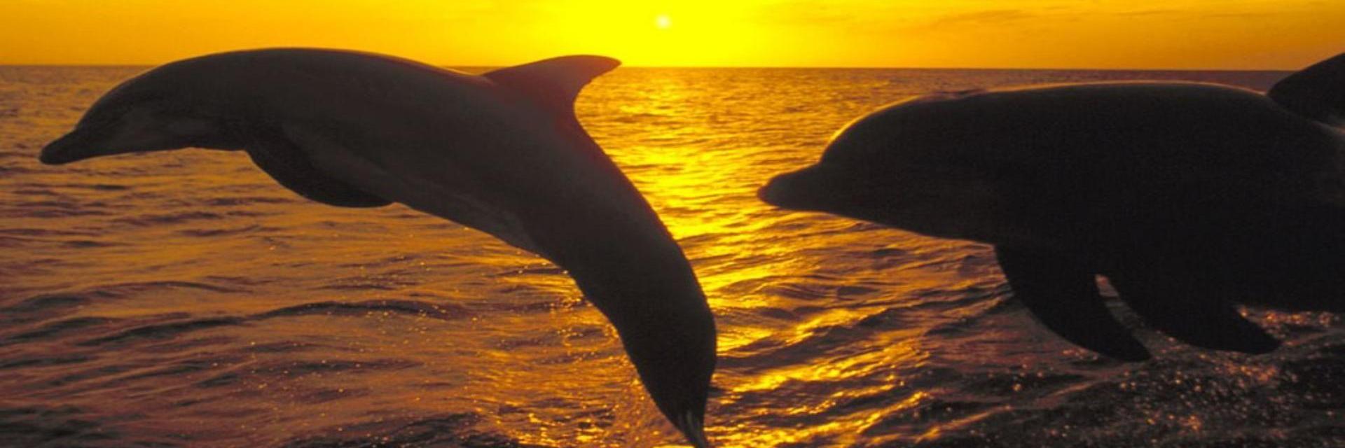 DaneByTheSea's profile banner image