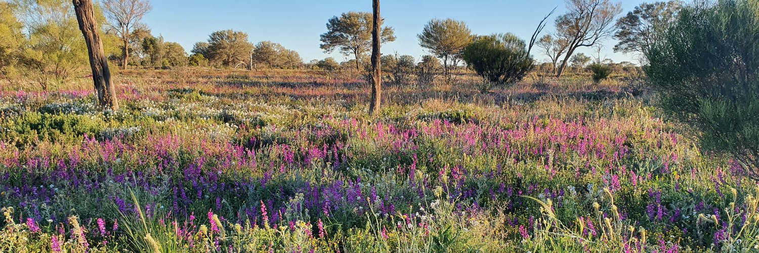 Sarah McDonald banner