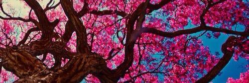 Iris ' banner