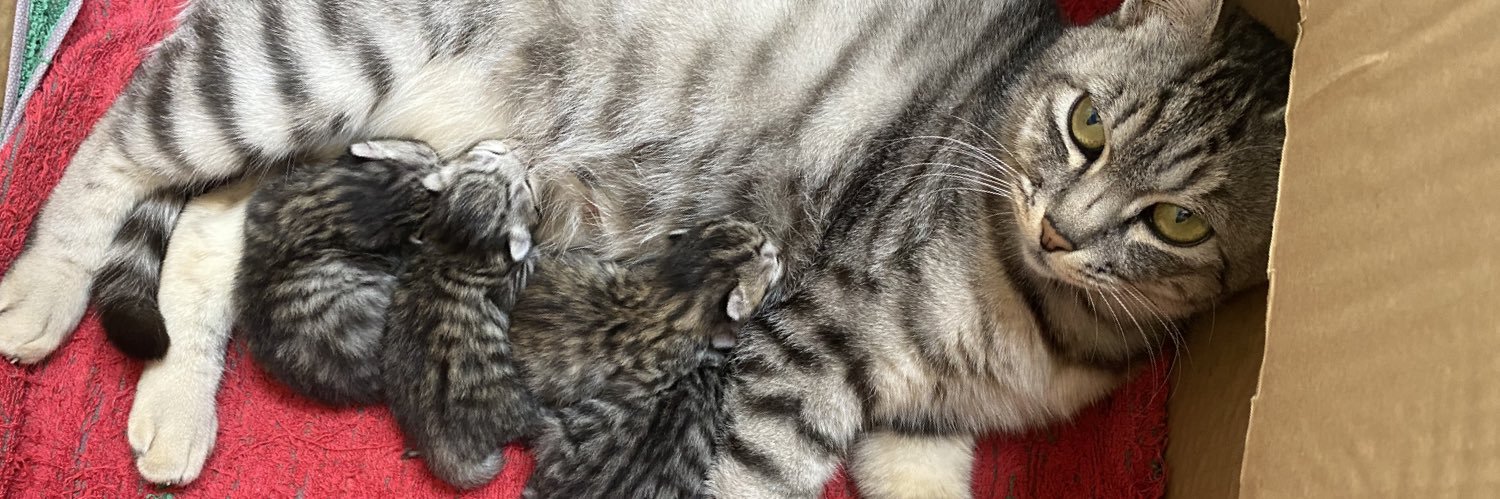 恐怖！ねこ画像bot banner