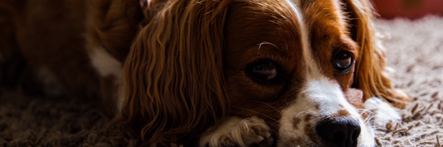 CurleyShaun's profile banner image