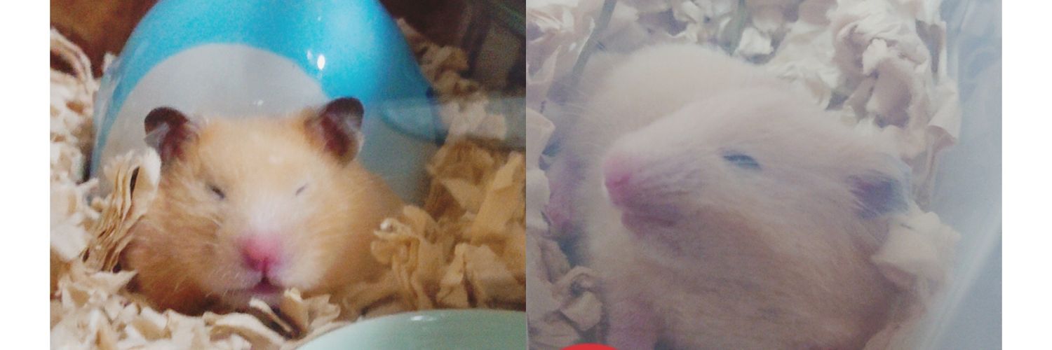 kureserian2's profile banner image