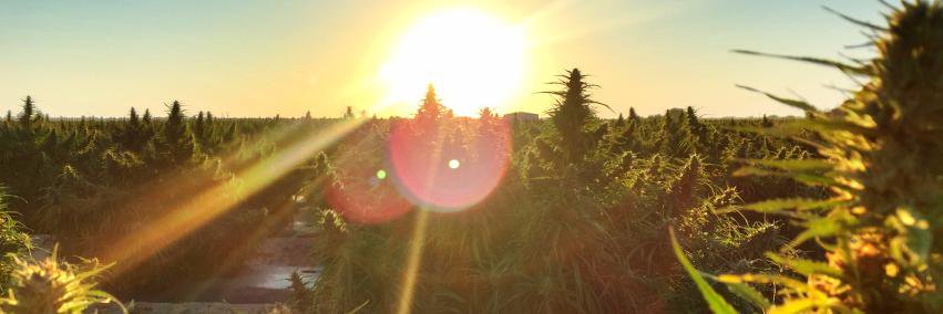 SwitchHempwear's profile banner image