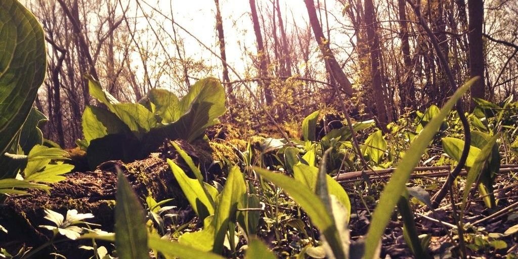 armadanature's profile banner image