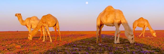 عبدالله الشمري banner