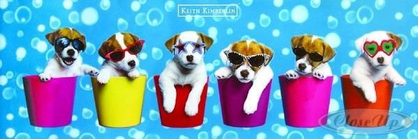 DogWalker512's profile banner image