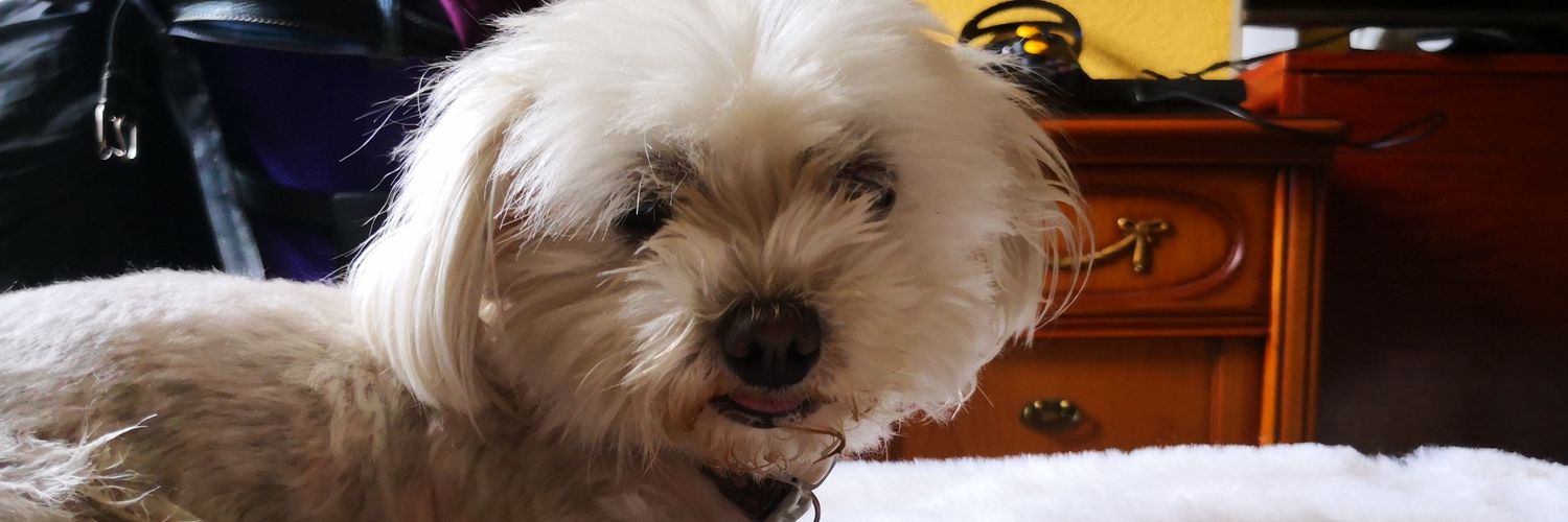 angelatorr98's profile banner image