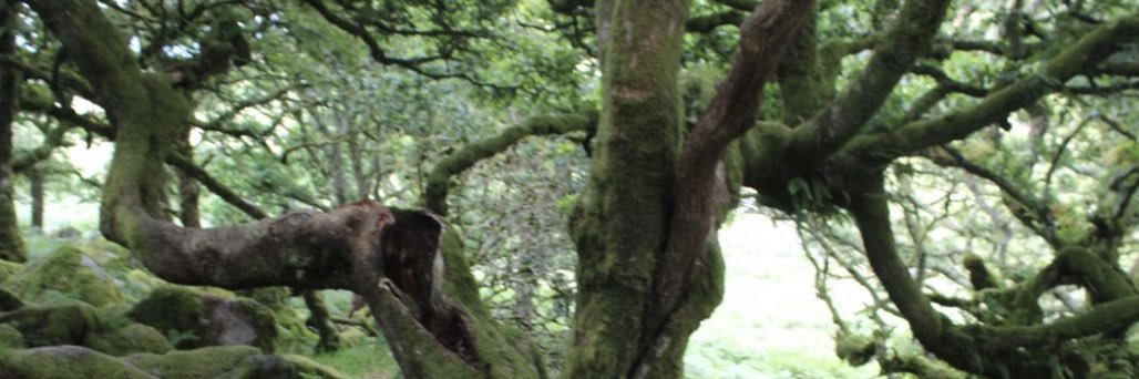 rigormortisz's profile banner image