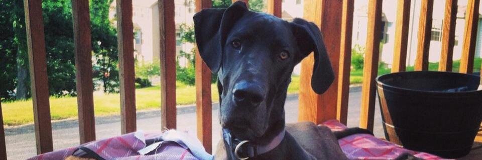 Brittlizabeth's profile banner image