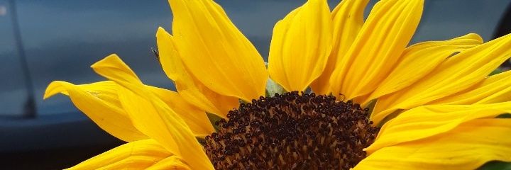 anrolon's profile banner image