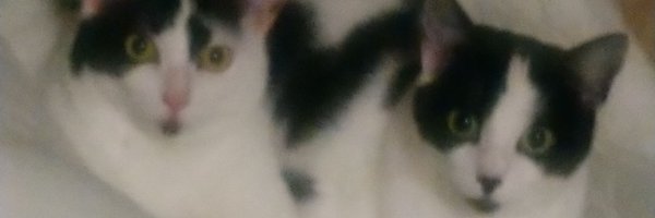 Branwen6 Profile Banner