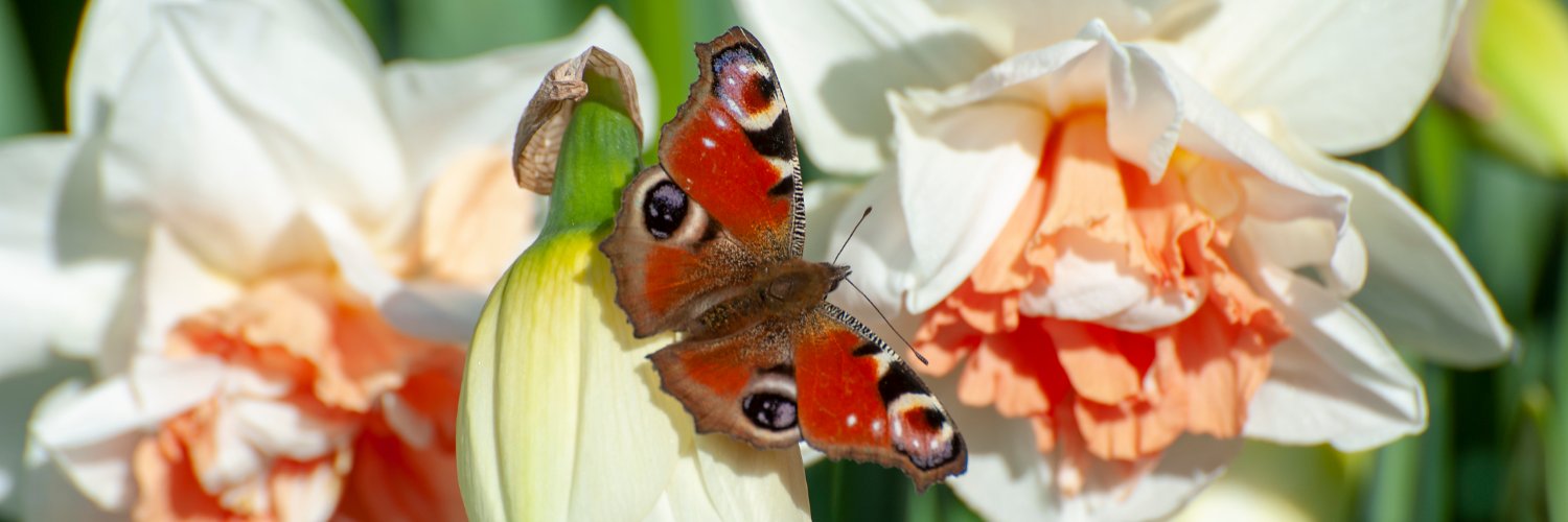 Flowerbulbs.com banner