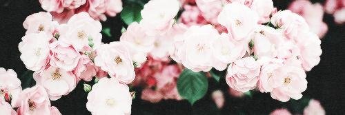 LilyRPGAE's profile banner image