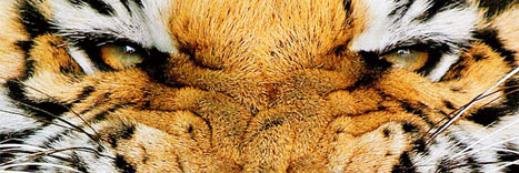 Valley Southwoods banner