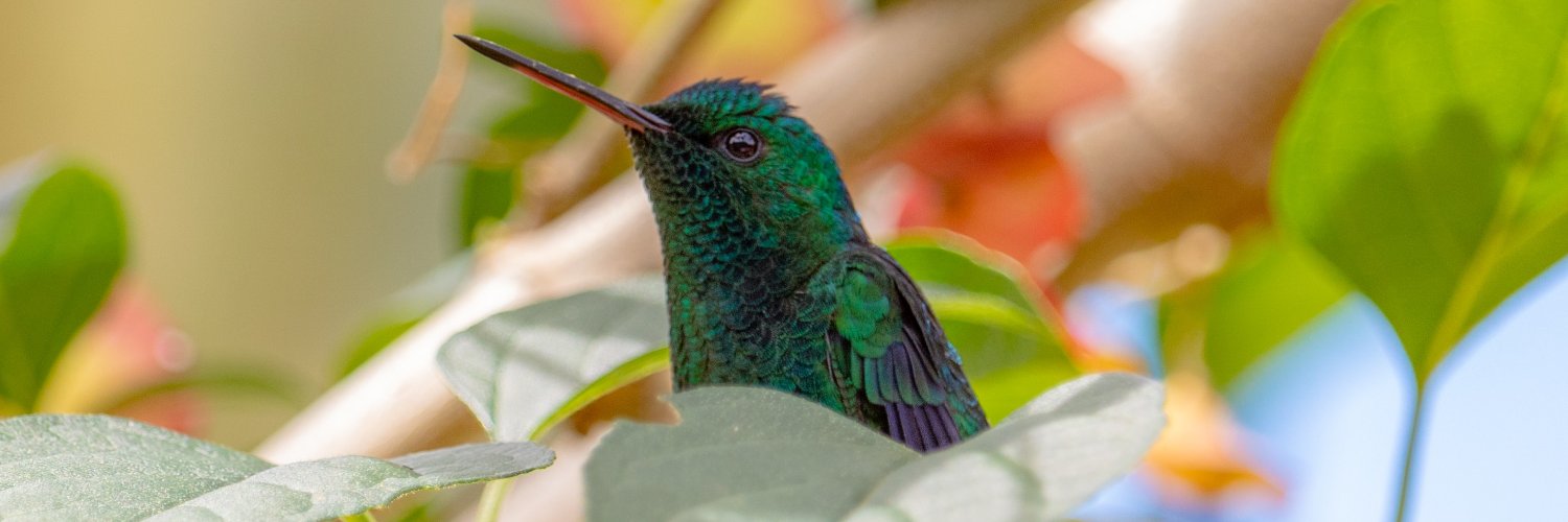 ZLI_Birds's profile banner image