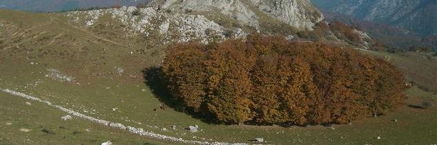 rewildingTierra (cuenta suspendida) banner