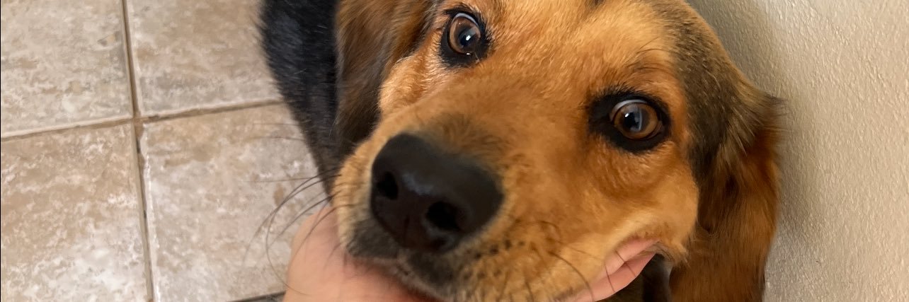 brendiedet's profile banner image