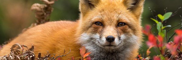 CleverfoxMD's profile banner image