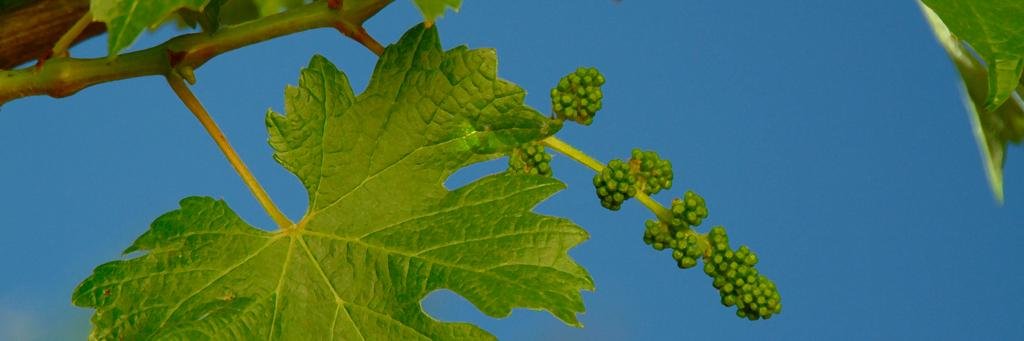 riverrunwines's profile banner image