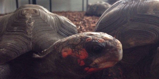 Anna Wilkinson banner