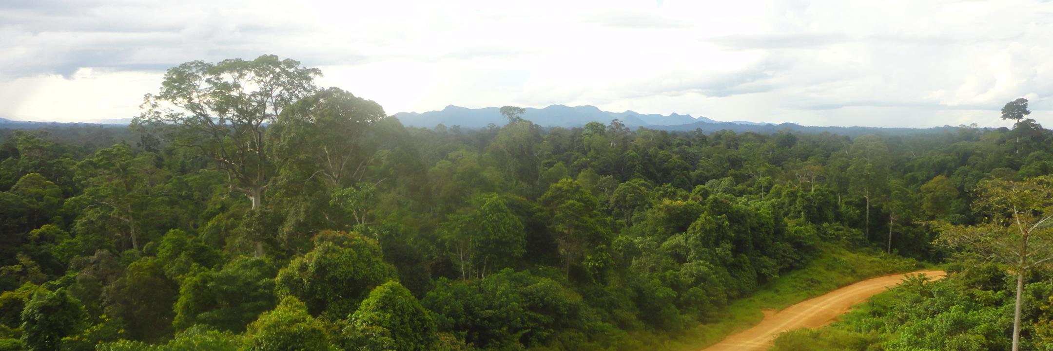 CH_Forests's profile banner image