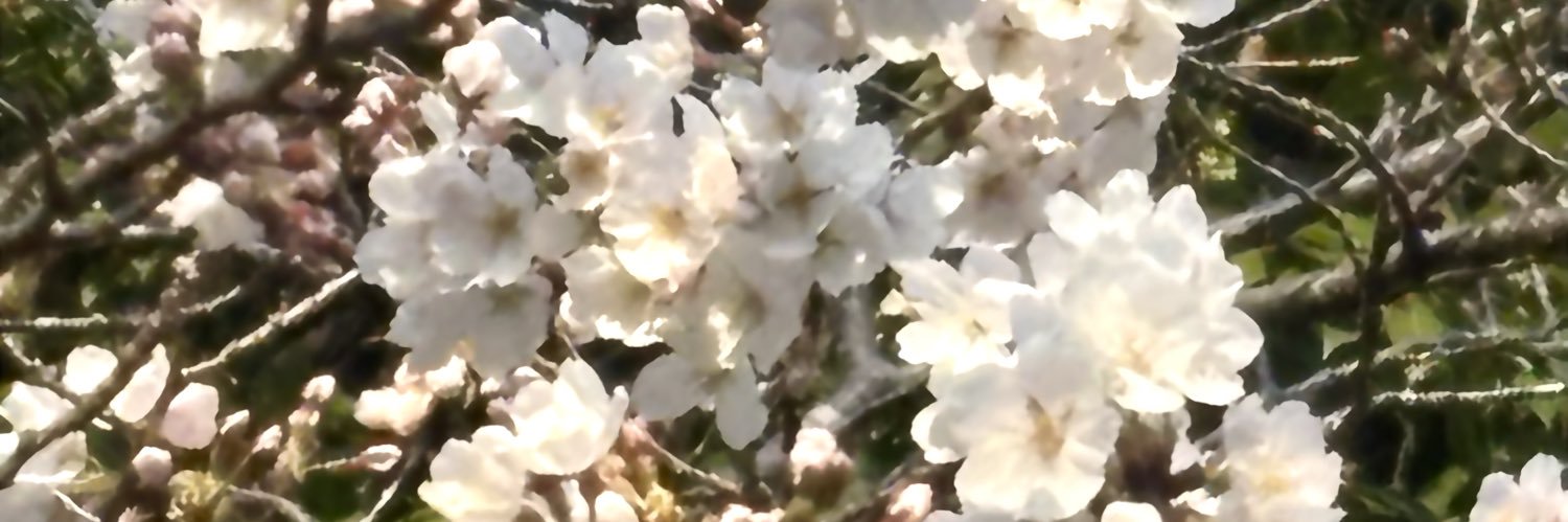 naochanploo's profile banner image