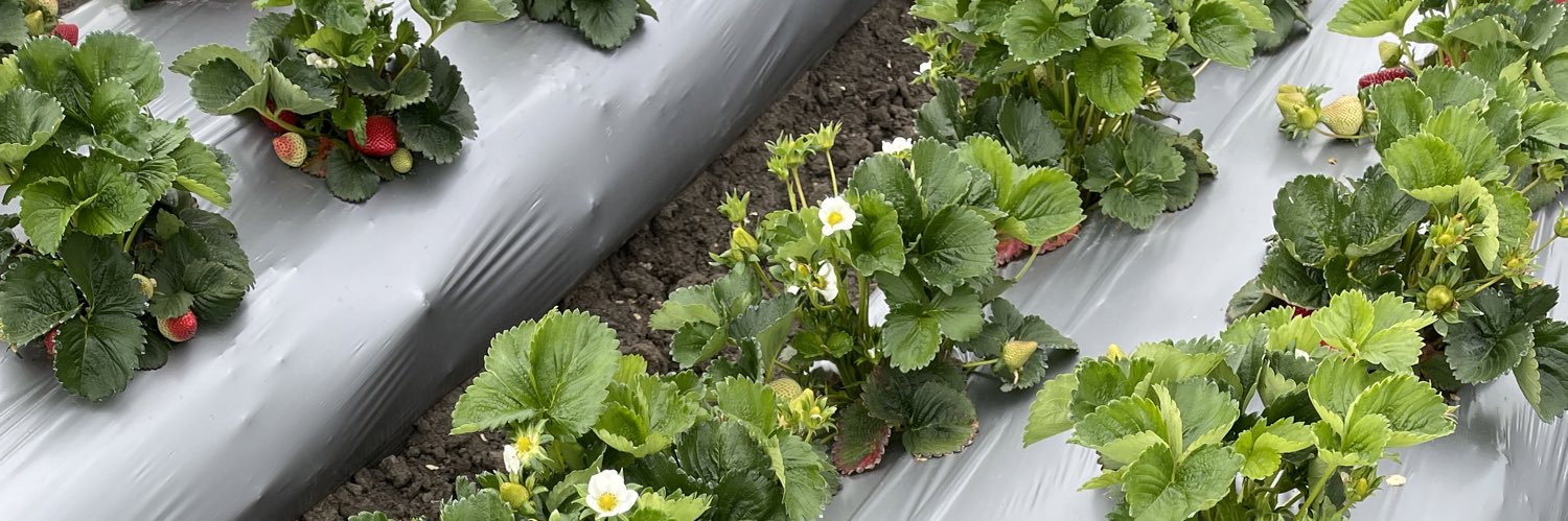 StrawberryFarmr's profile banner image