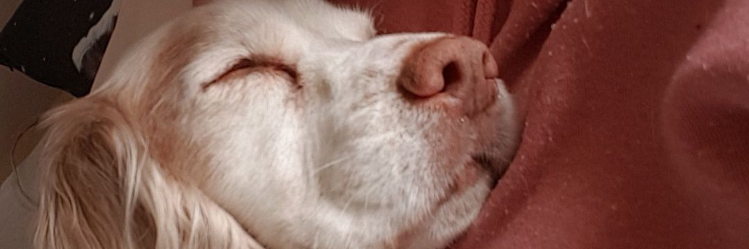 Fionerr's profile banner image