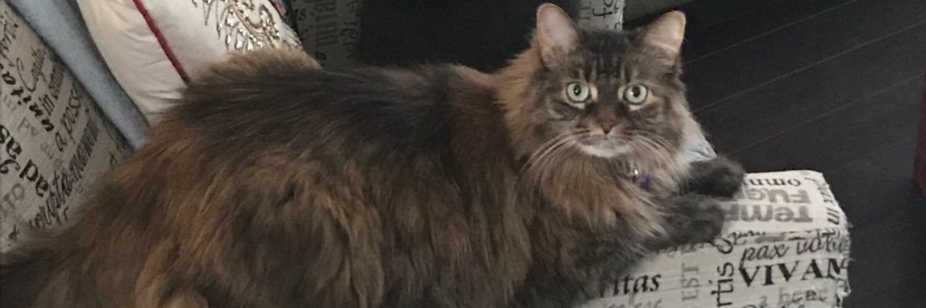 Jessica L. Merolli banner