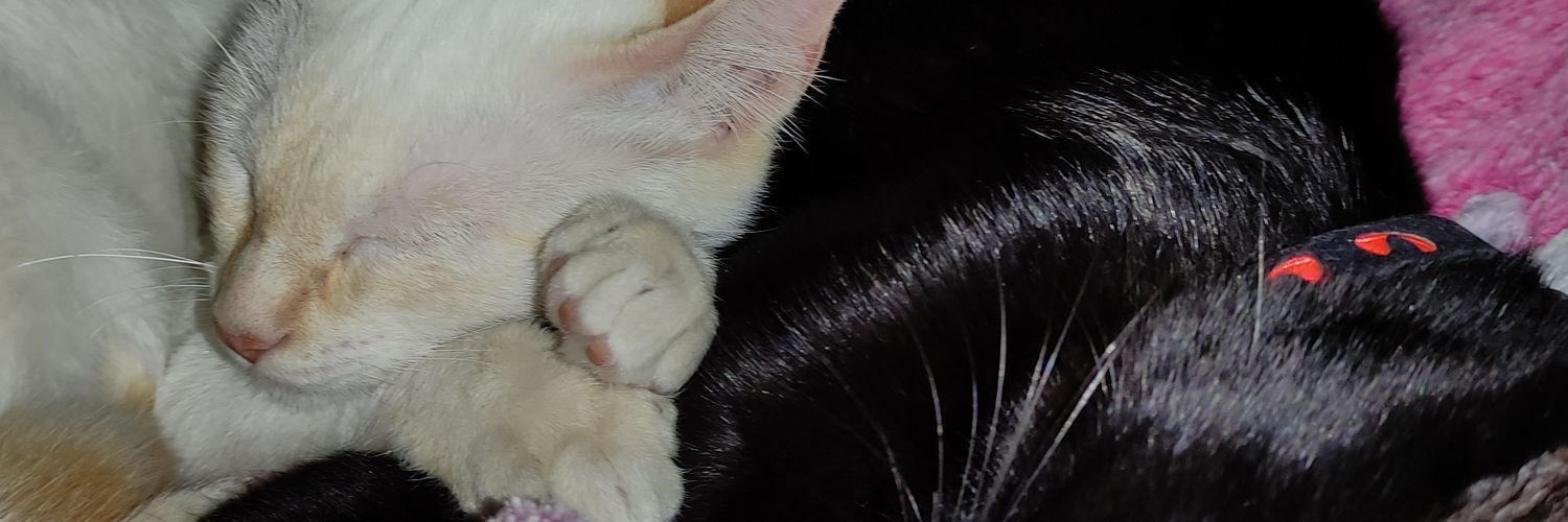 riveritajavier's profile banner image