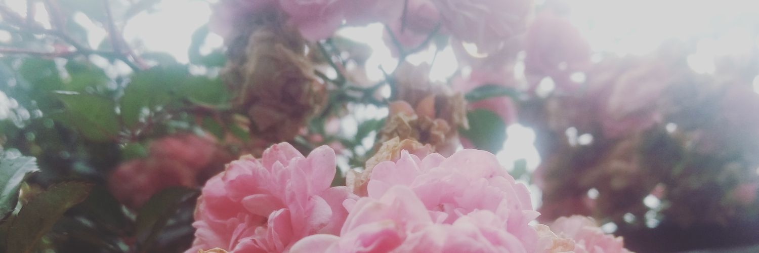 Hallowed Erik Mohr ☀️ banner