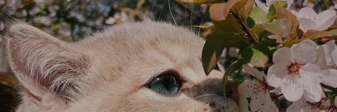 diegokosla's profile banner image