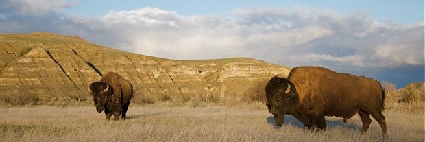 FMconservative's profile banner image